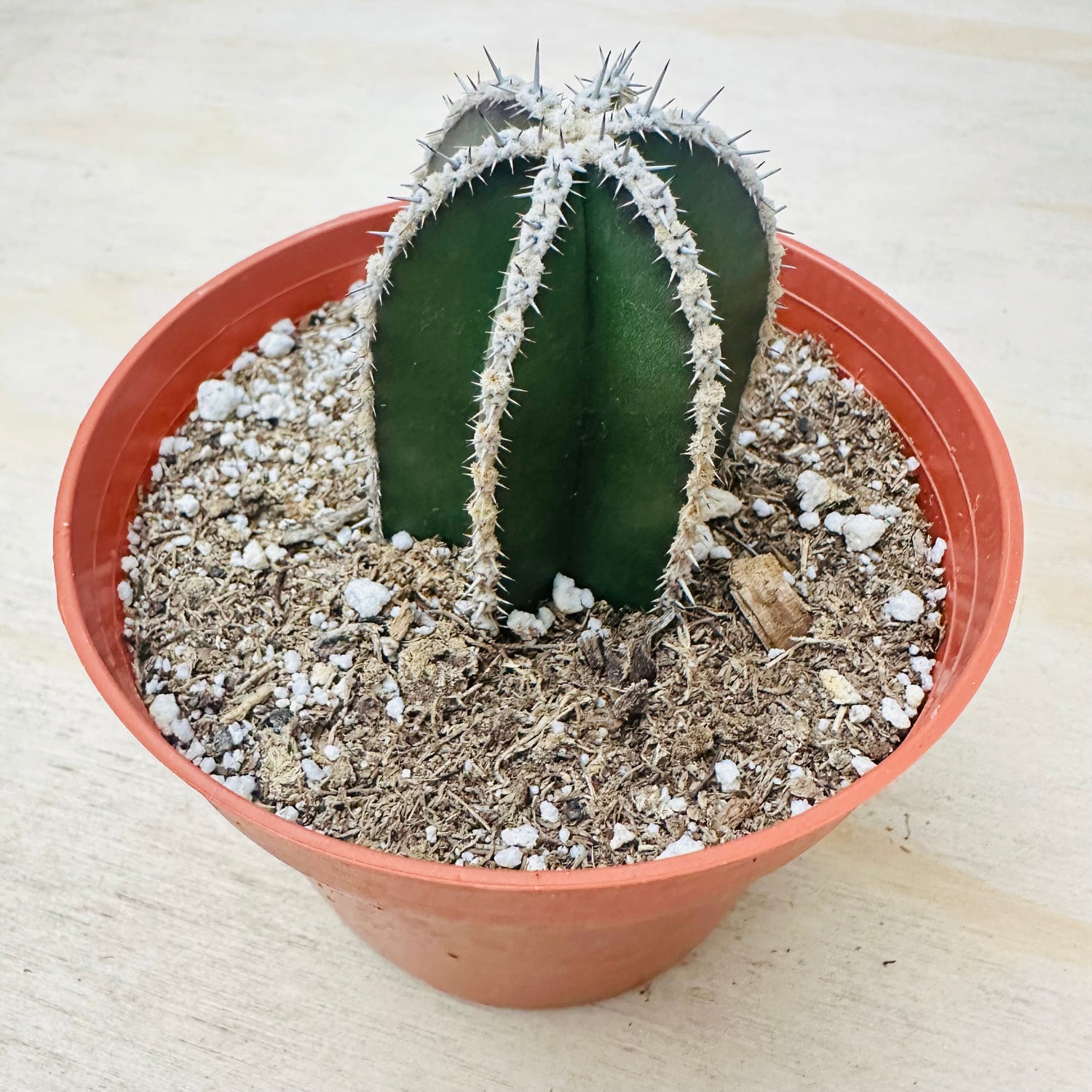 Mexican Fence Post Cactus (Pachycereus marginatus) live cactus plant