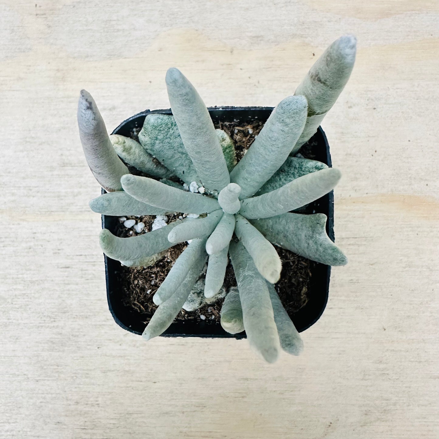 Senecio scaposus-SEAH