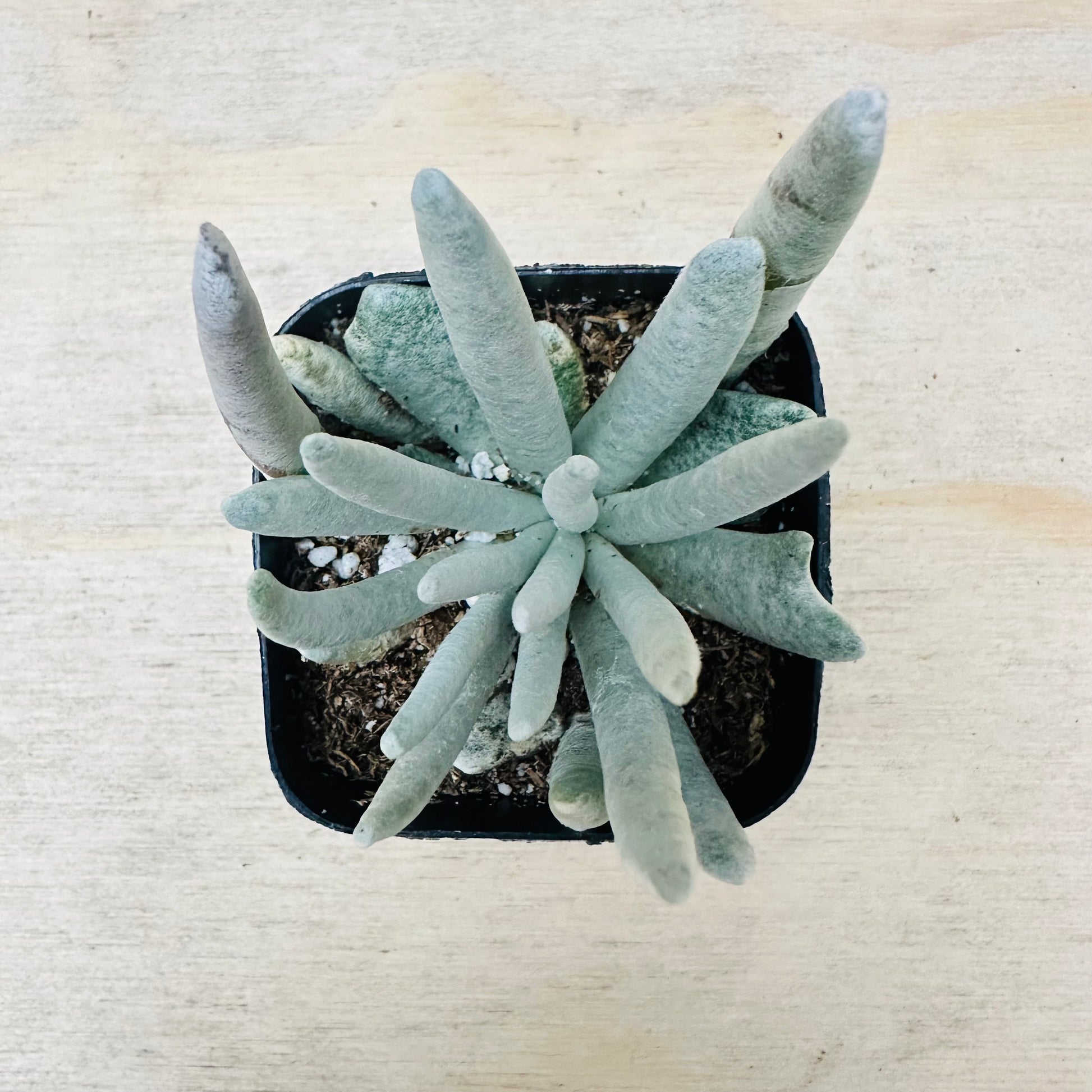 Senecio scaposus-SEAH