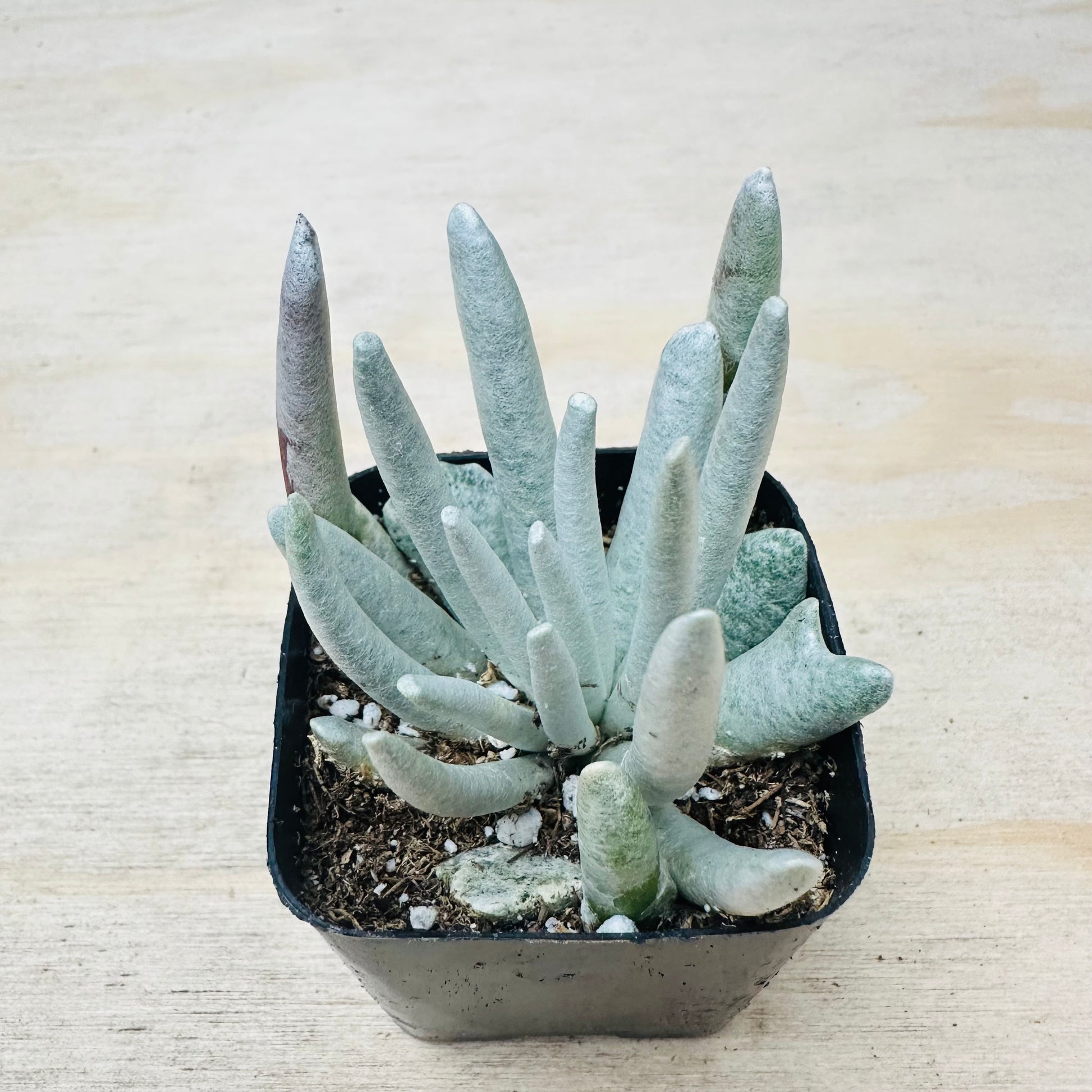 Senecio scaposus-SEAH