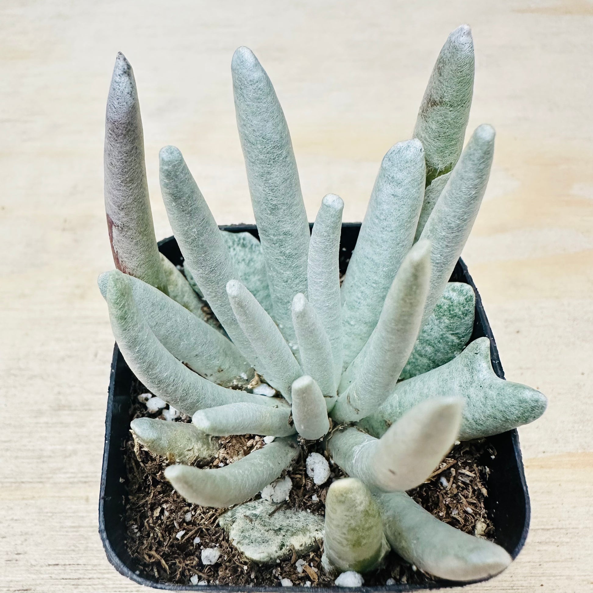 Senecio scaposus-SEAH