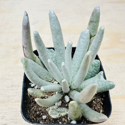 Senecio scaposus-SEAH