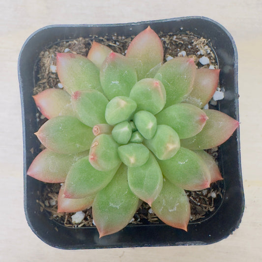 Pachyveria - Jewel Tone