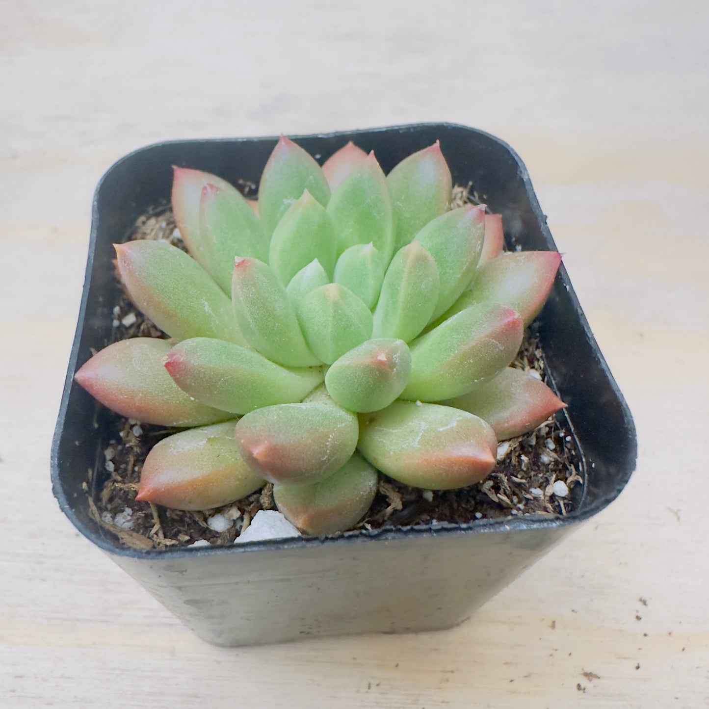 Pachyveria - Jewel Tone