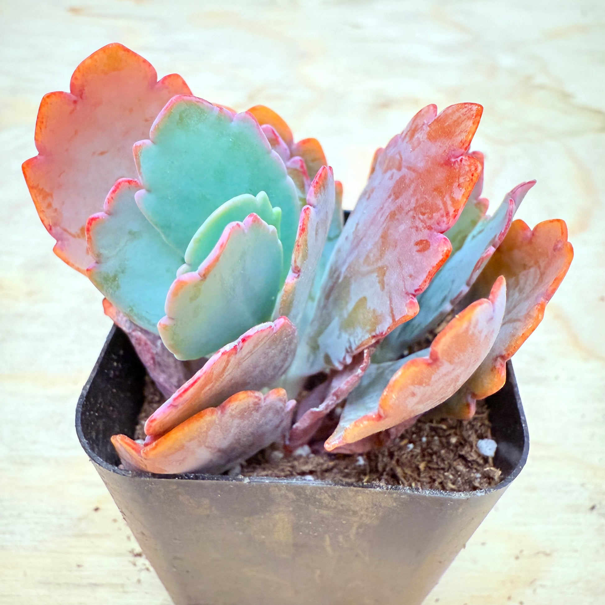 scallop succulent Lavender Scallops Kalanchoe