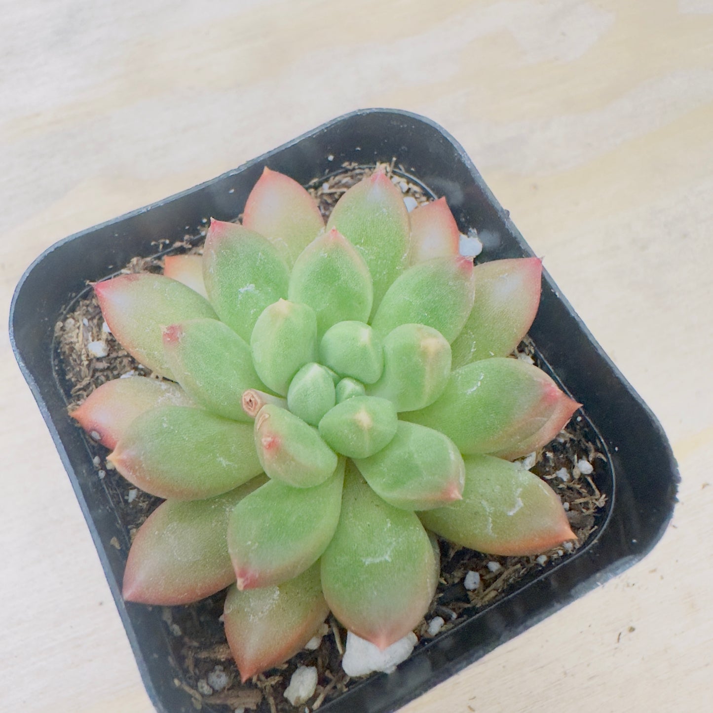 Pachyveria - Jewel Tone