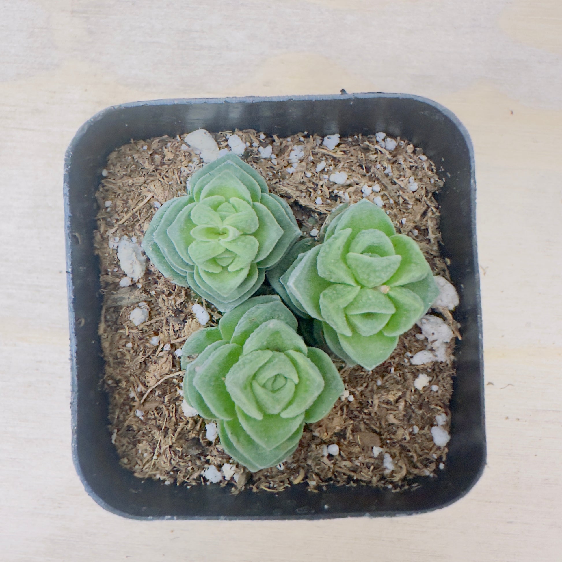 Crassula Buddha's Temple-SEAH