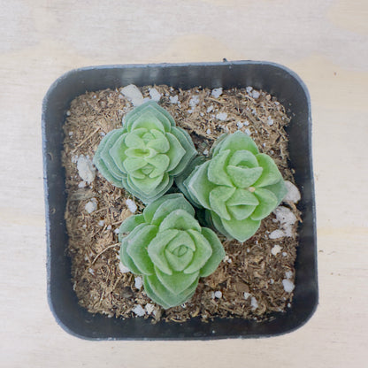 Crassula Buddha's Temple-SEAH