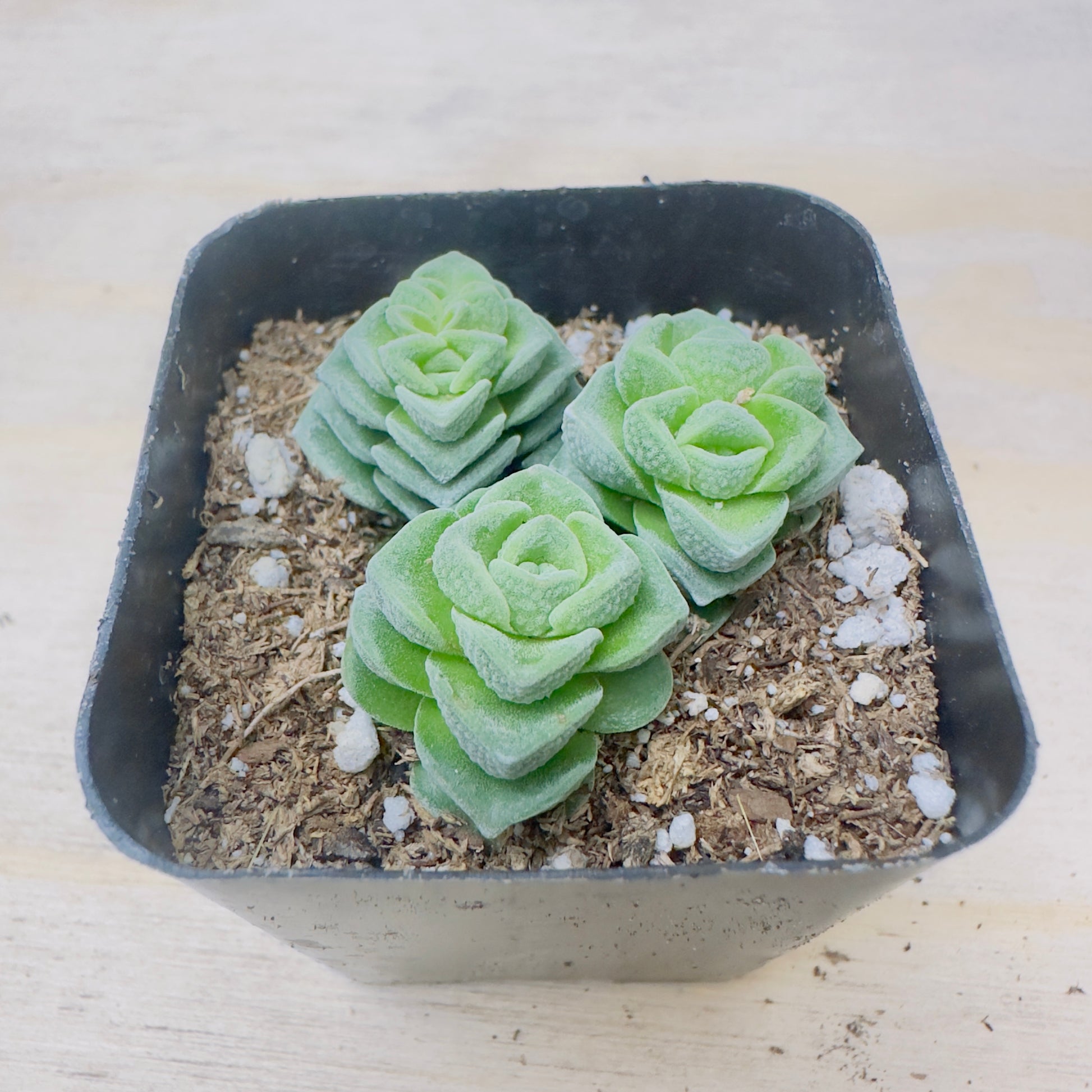 Crassula Buddha's Temple-SEAH