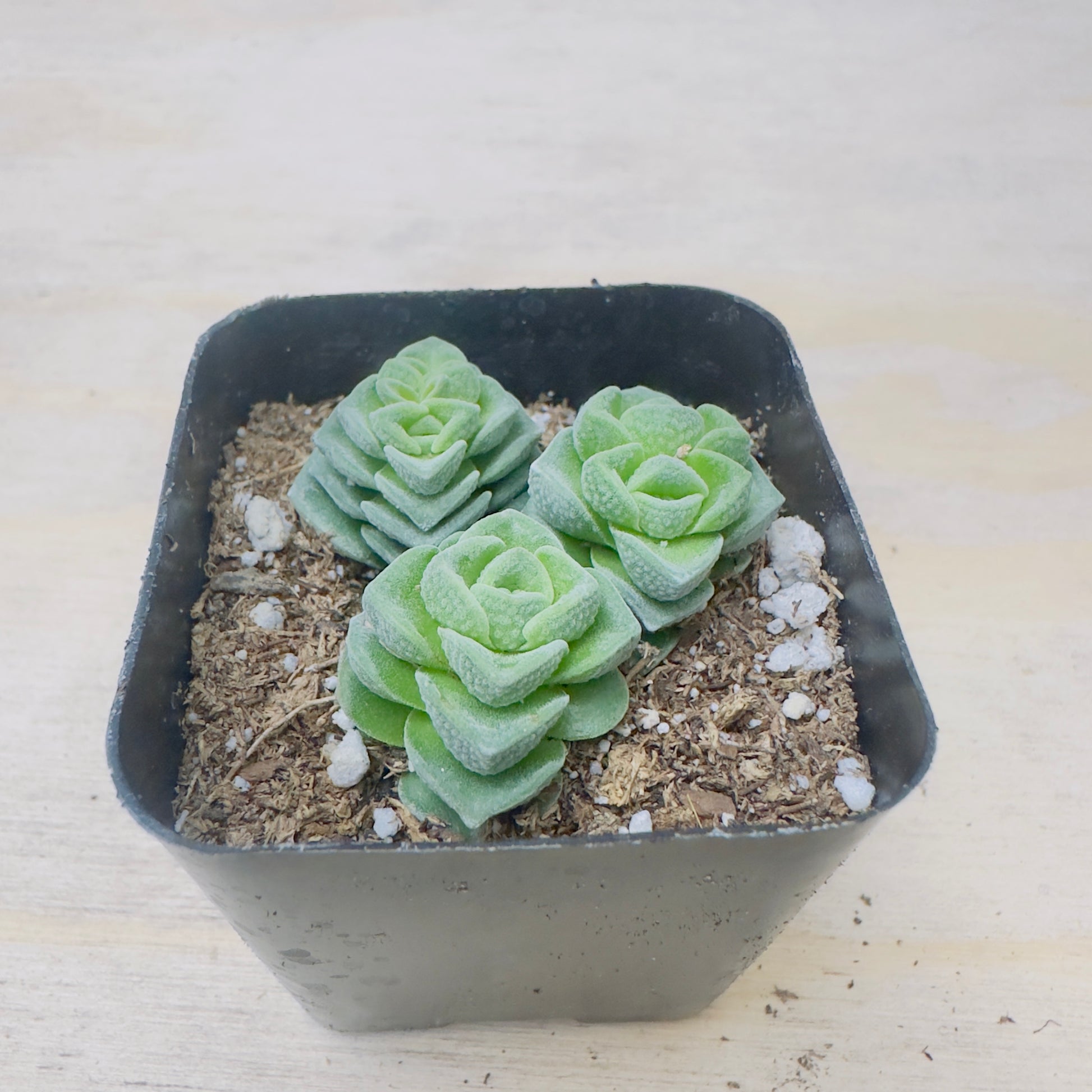 Crassula Buddha's Temple-SEAH