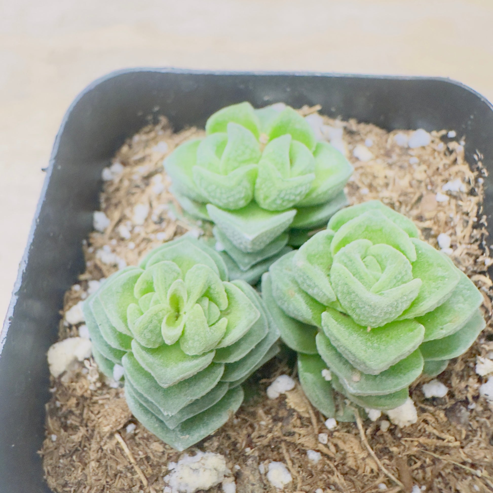 Crassula Buddha's Temple-SEAH