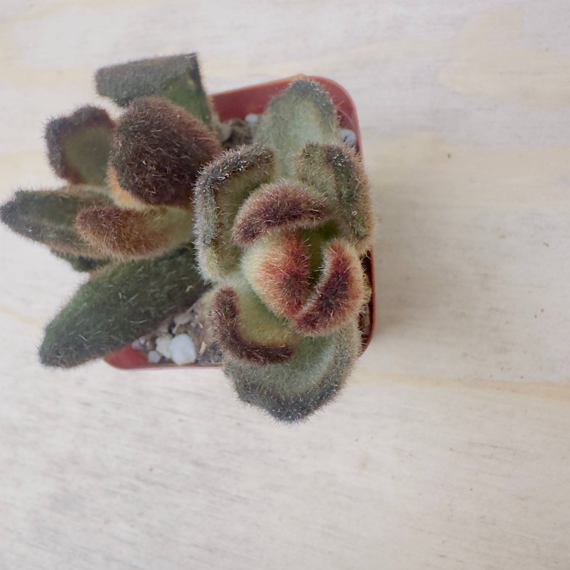 teddy succulent Teddy Bear Kalanchoe | Kalanchoe tomentosa 'Teddy Bear'