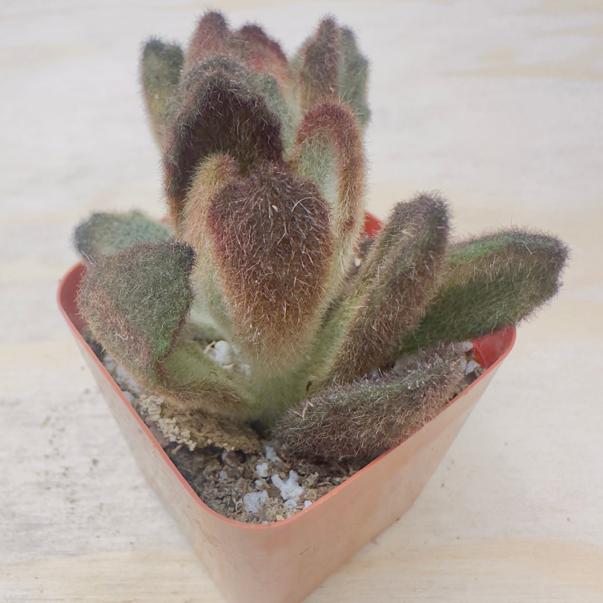 teddy bear succulent Teddy Bear Kalanchoe | Kalanchoe tomentosa 'Teddy Bear'