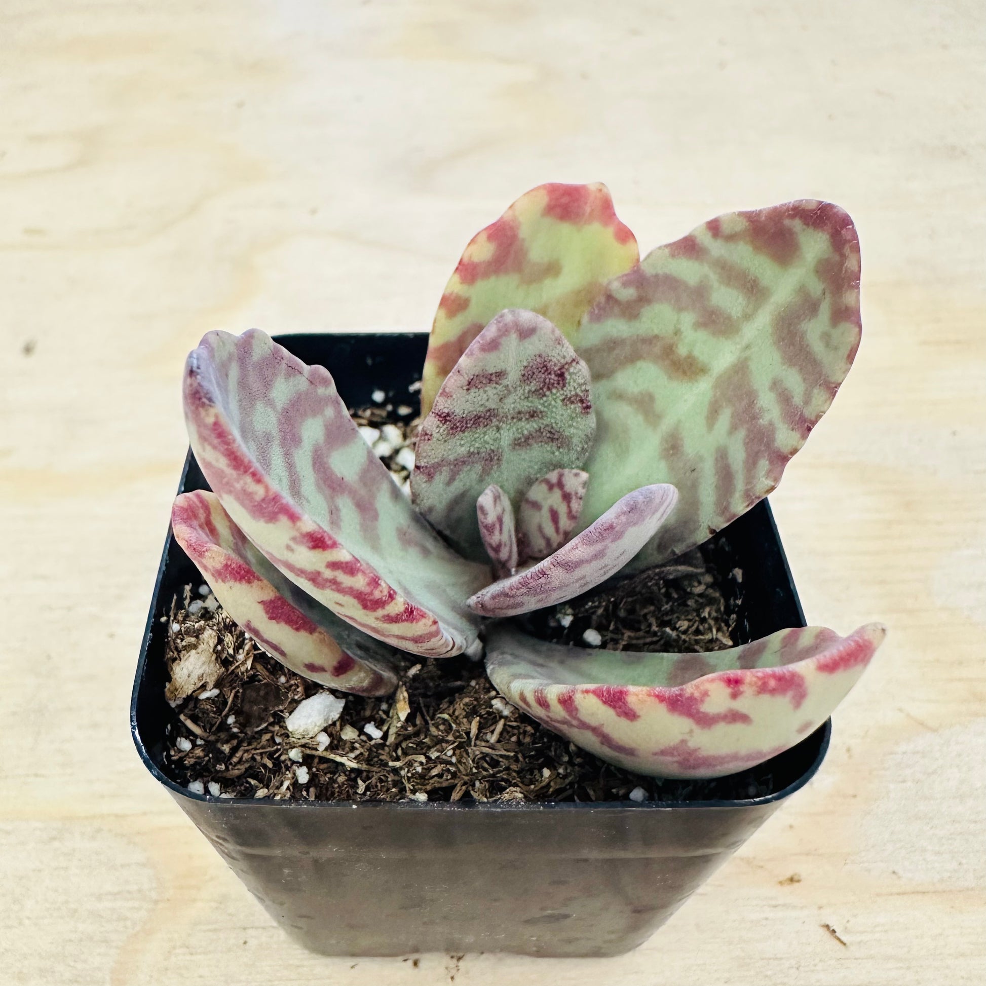 succulent surprise Kalanchoe humilis 'Desert Surprise' 2 Inch