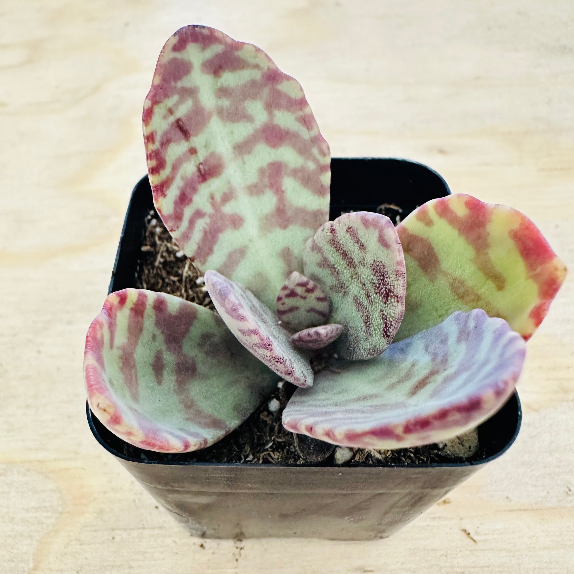 desert surprise succulent care Kalanchoe humilis 'Desert Surprise' 2 Inch