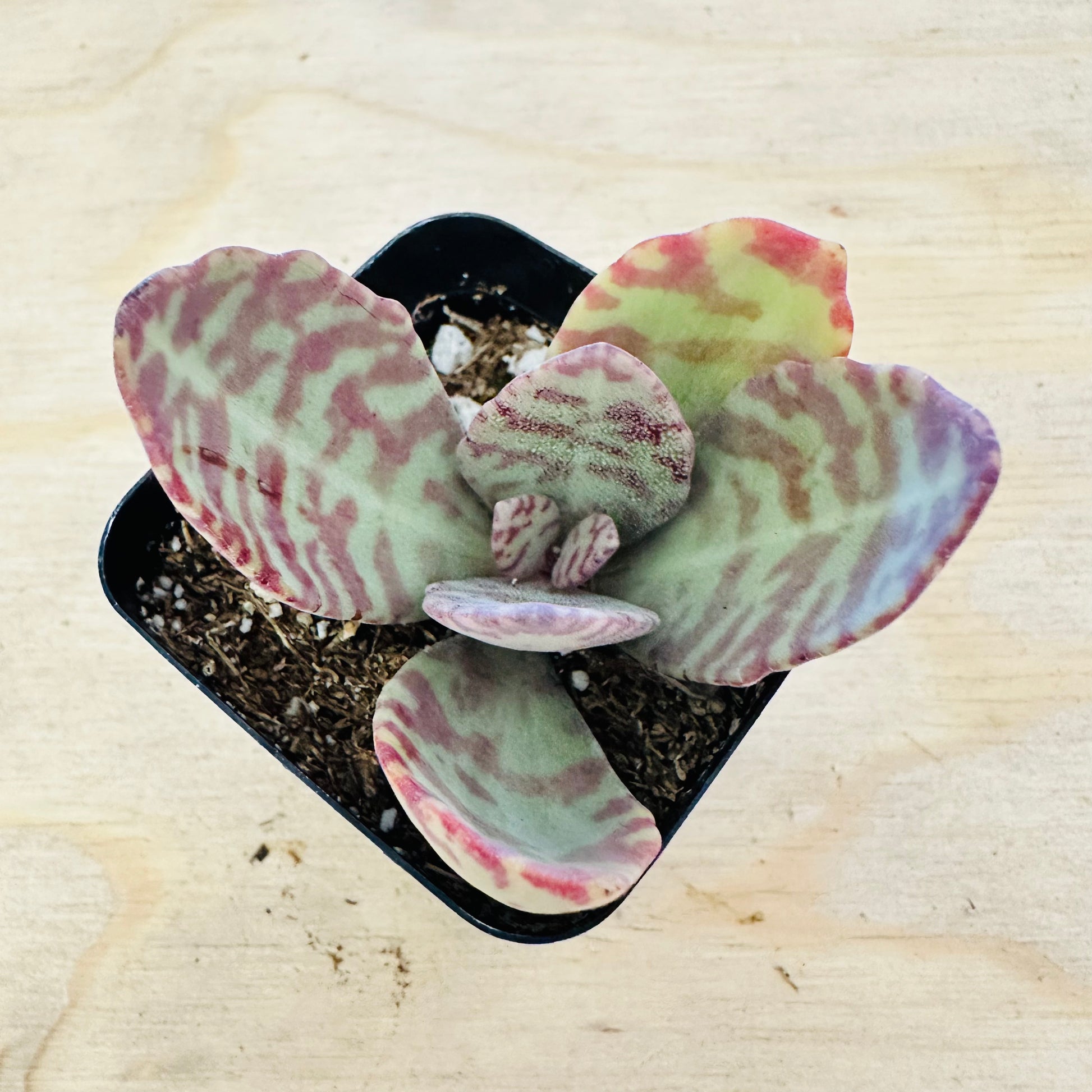 kalanchoe tiger succulent Kalanchoe humilis 'Desert Surprise' 2 Inch