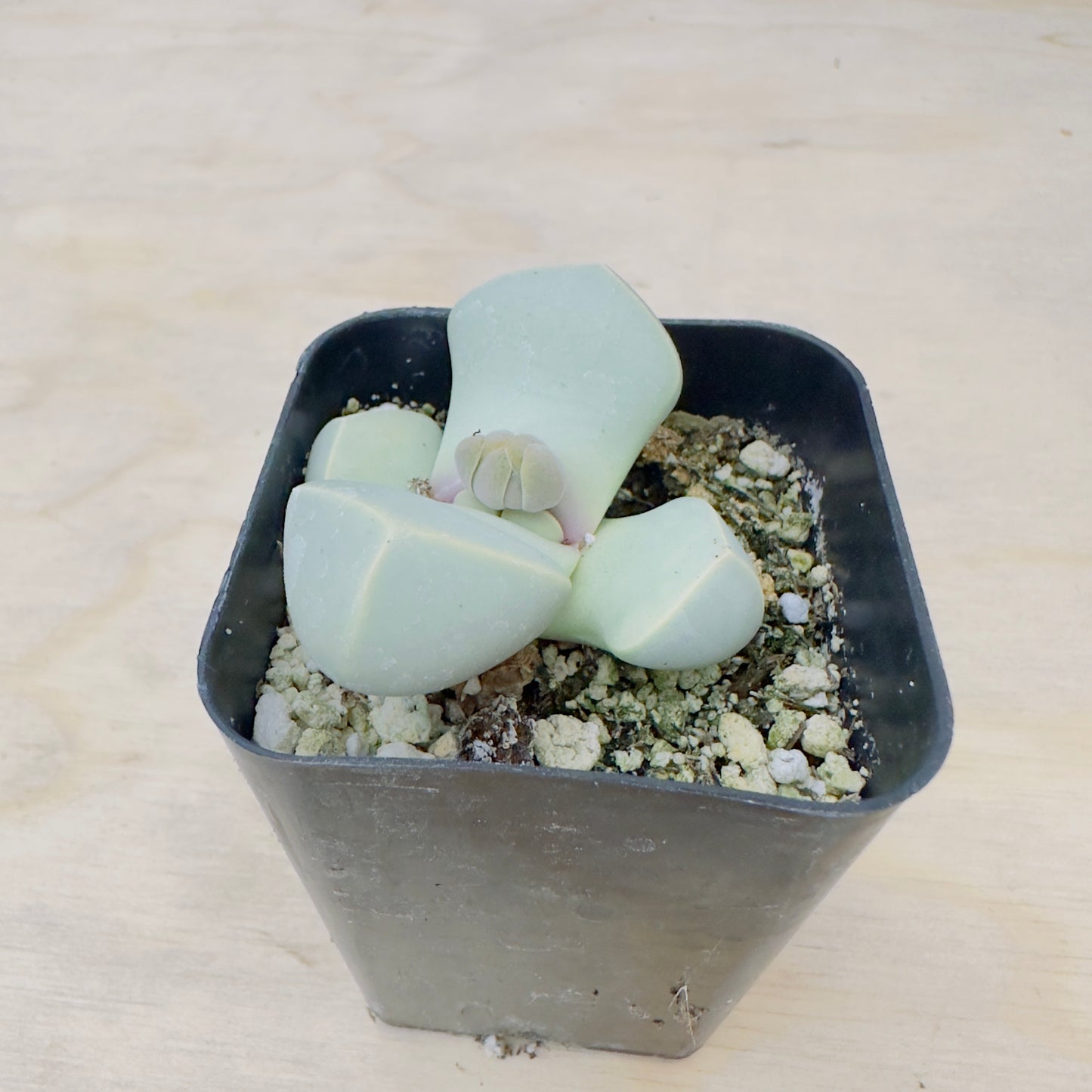 Lapidaria Margaretae - Karoo Rose