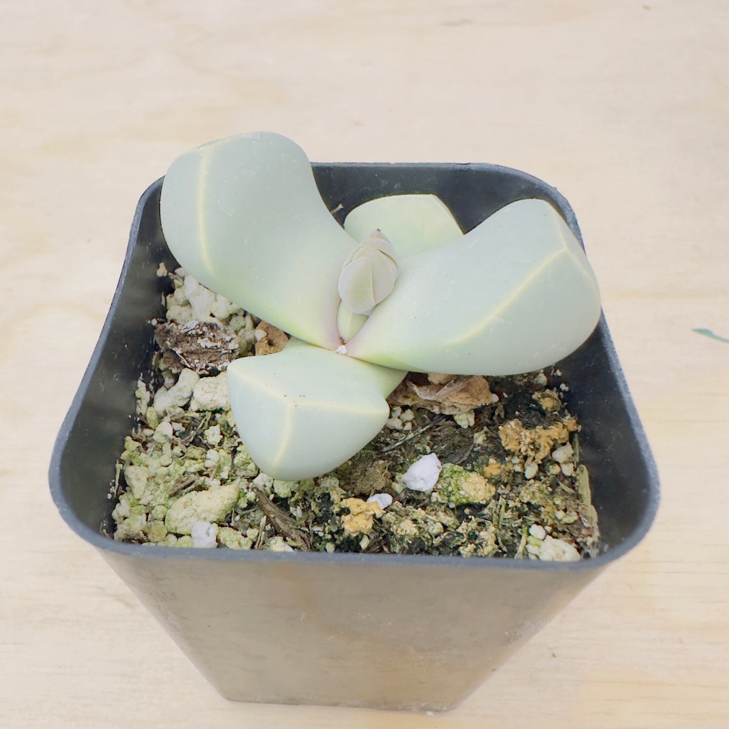 Lapidaria Margaretae - Karoo Rose