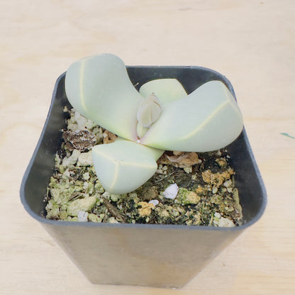 Lapidaria Margaretae - Karoo Rose