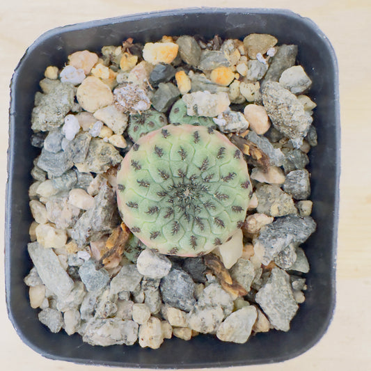 sulcorebutia rauschii - Rausch’s Sulcorebutia