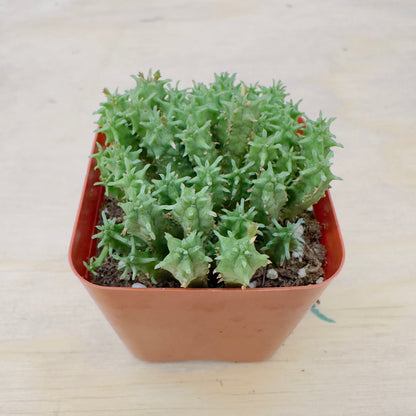Euphorbia submammillaris