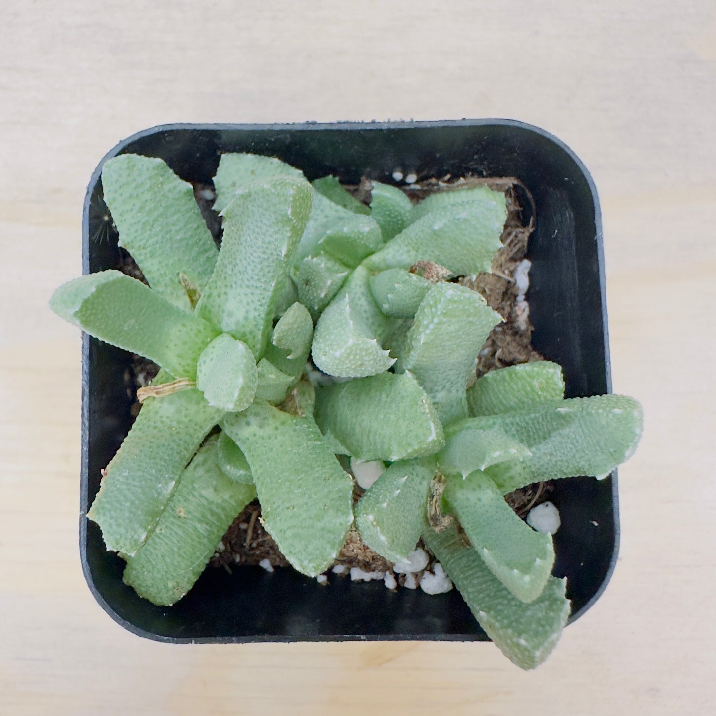 Aloinopsis setifera - Bristly Tongue Plant
