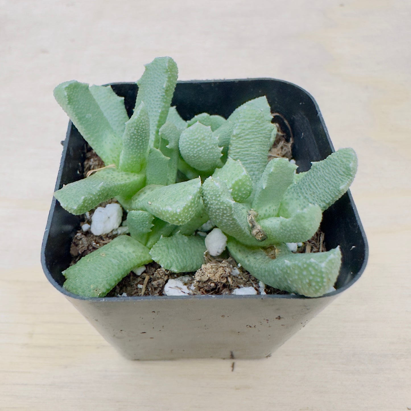 Aloinopsis setifera - Bristly Tongue Plant