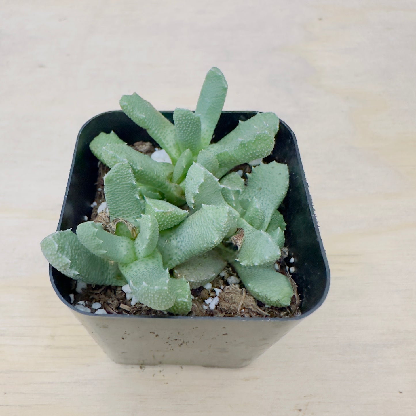 Aloinopsis setifera - Bristly Tongue Plant