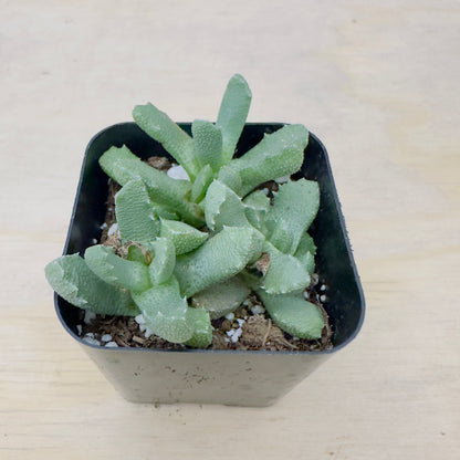 Aloinopsis setifera - Bristly Tongue Plant