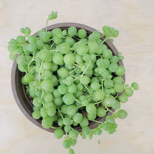 Senecio rowleyanus - String of Pearls