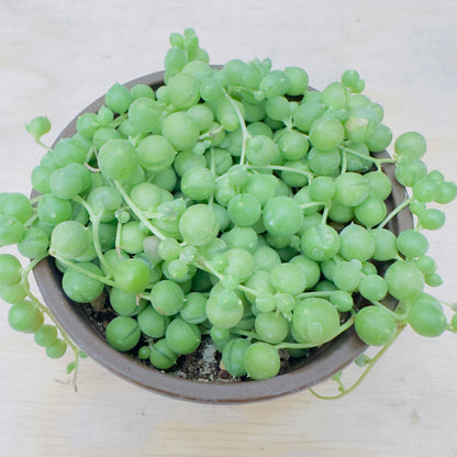 Senecio rowleyanus - String of Pearls