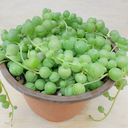 Senecio rowleyanus - String of Pearls