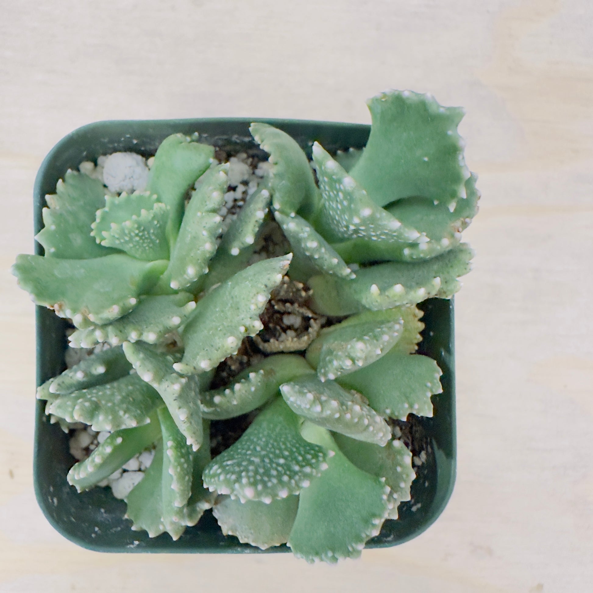 giant jewel succulent Aloinopsis malherbei