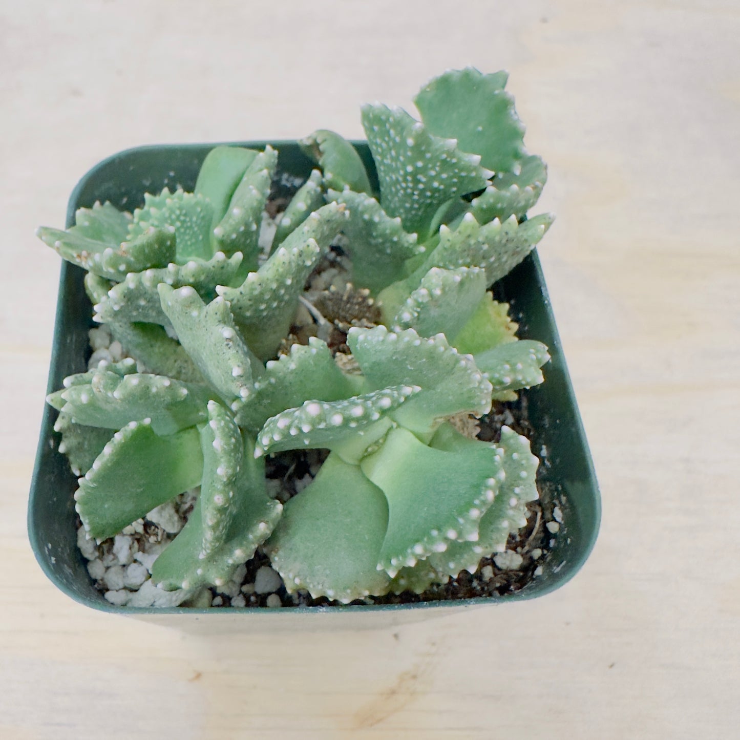 Aloinopsis malherbei - Giant Jewel Plant