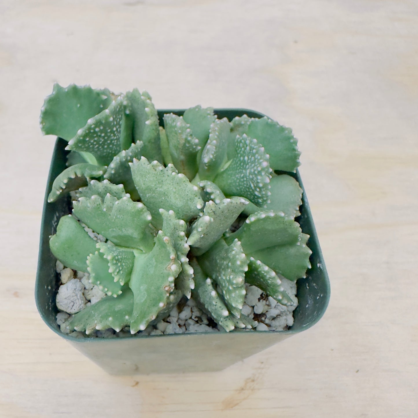 Aloinopsis malherbei - Giant Jewel Plant