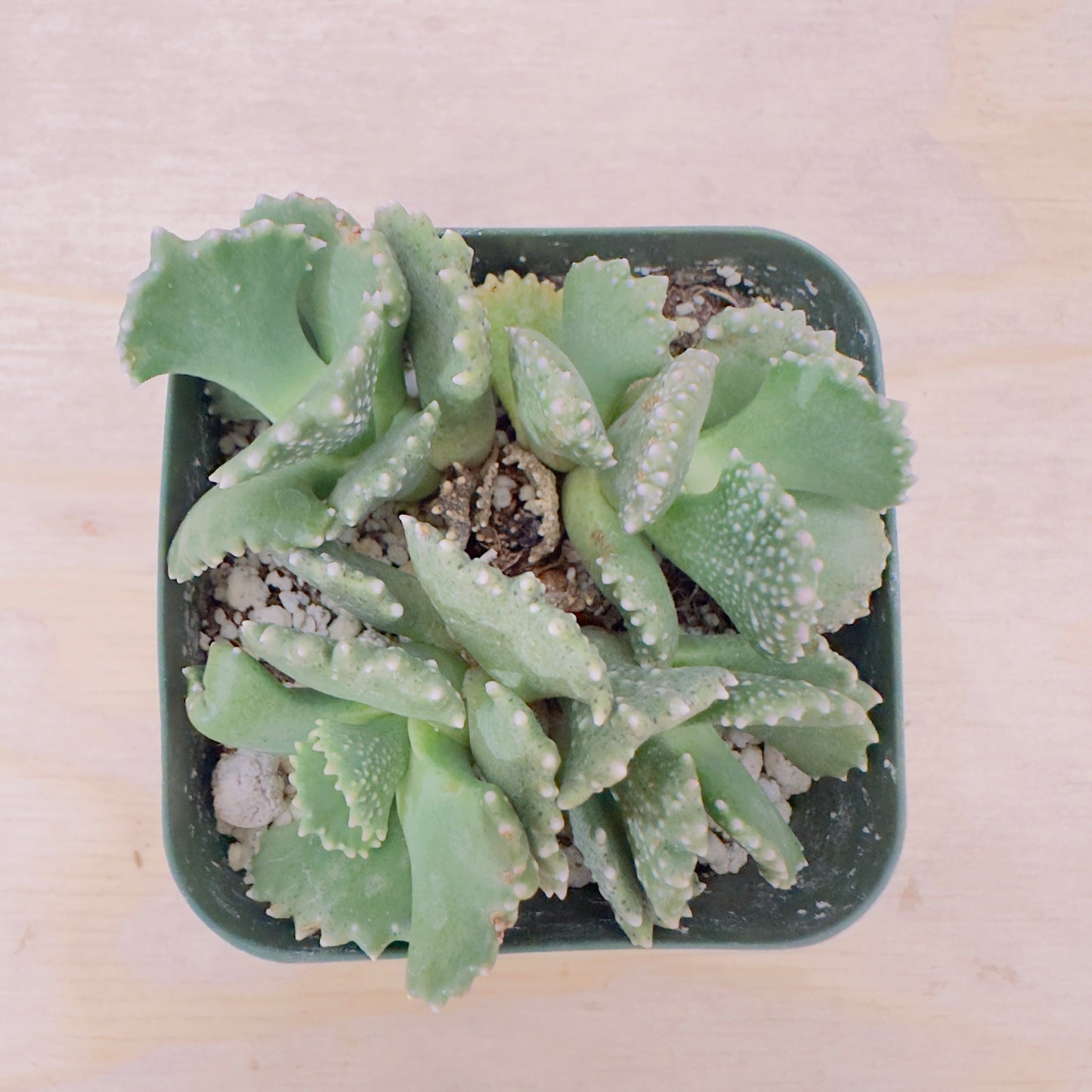 Aloinopsis malherbei - Giant Jewel Plant