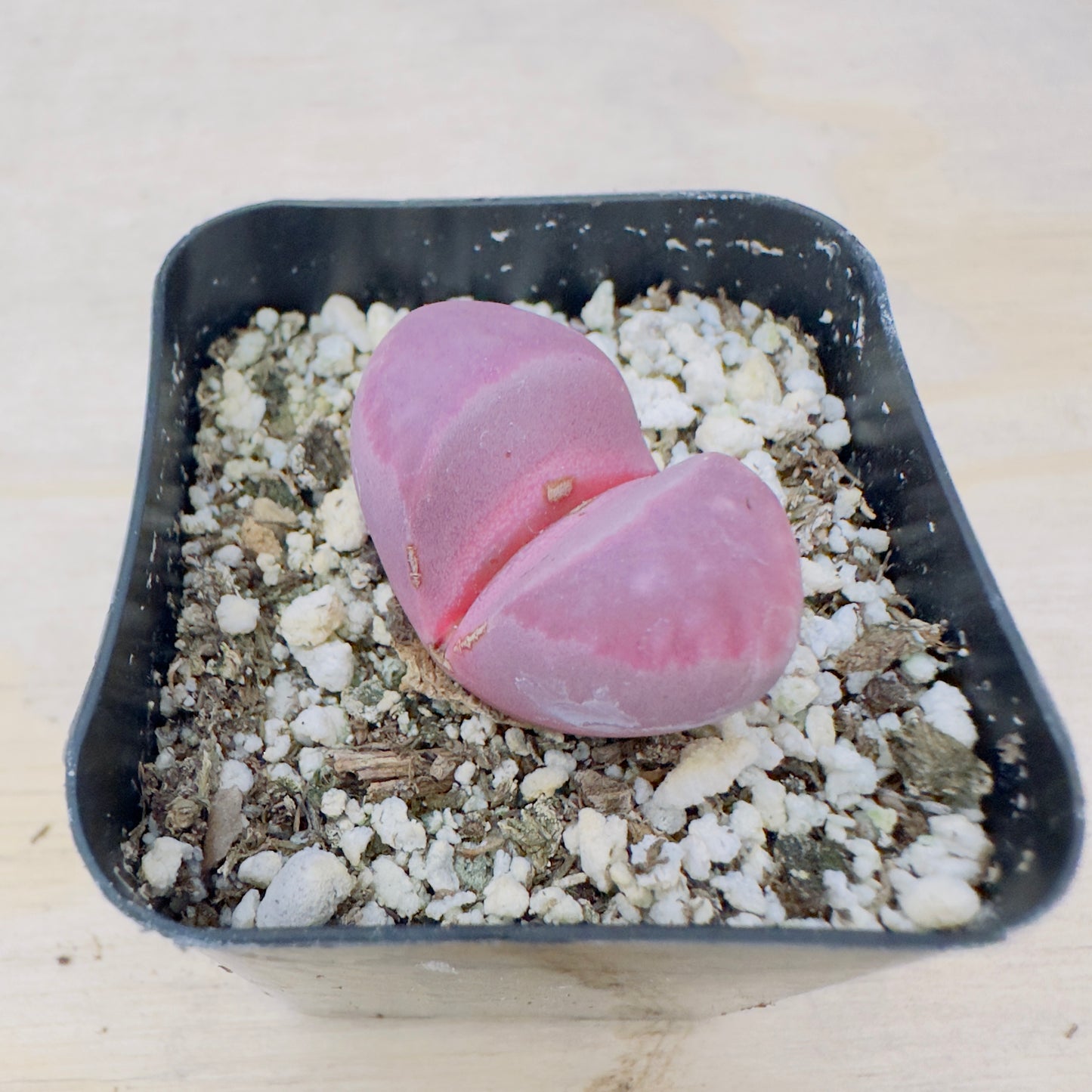 Lithops Optica - Rubra