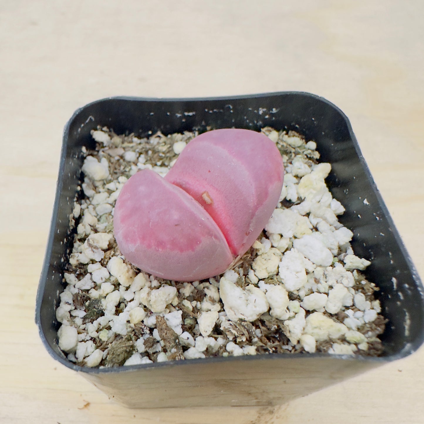 Lithops Optica - Rubra