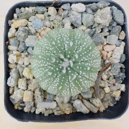Astrophytum asterias - Sand Dollar Cactus/Star Cactus