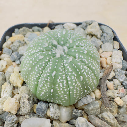 Astrophytum asterias - Sand Dollar Cactus/Star Cactus