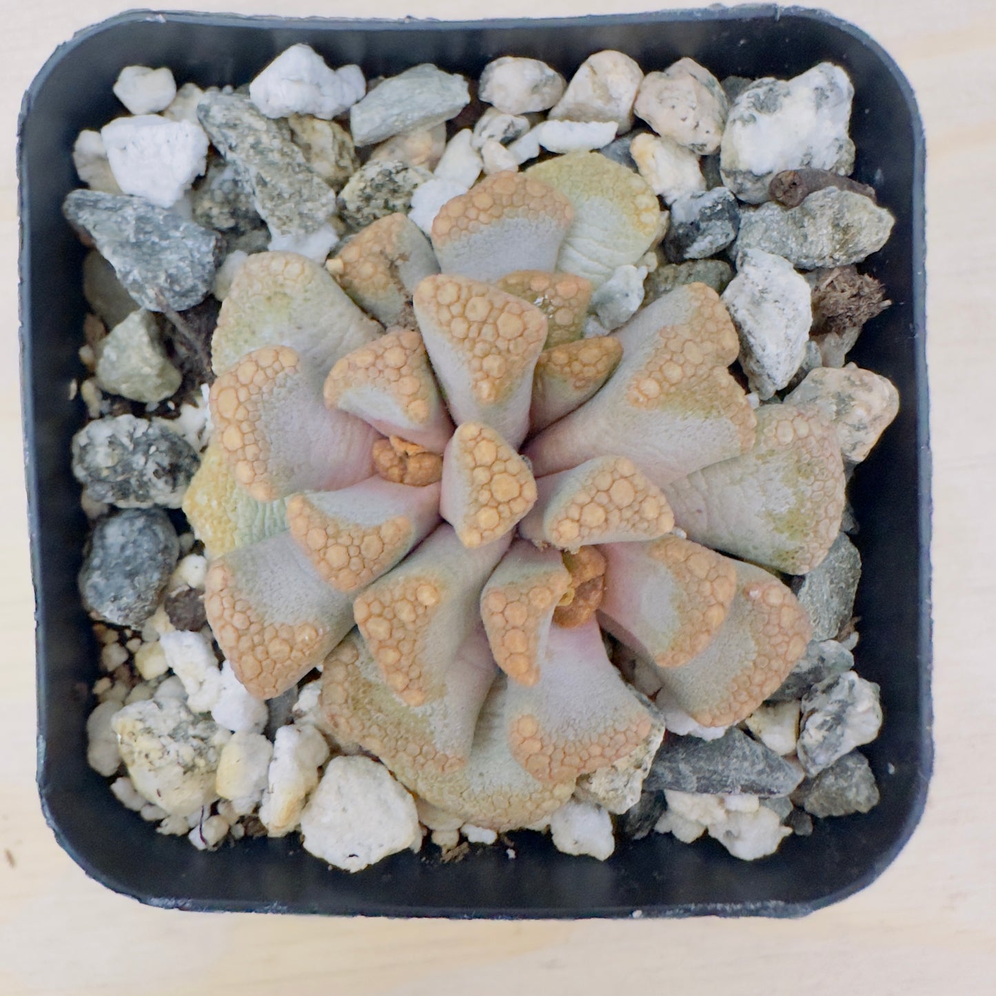 Titanopsis hugo - Schlechteri