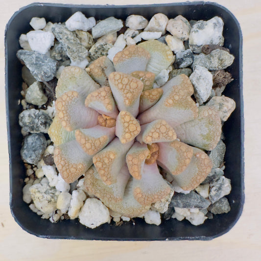 Titanopsis hugo - Schlechteri