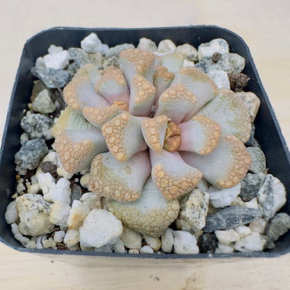 Titanopsis hugo - Schlechteri