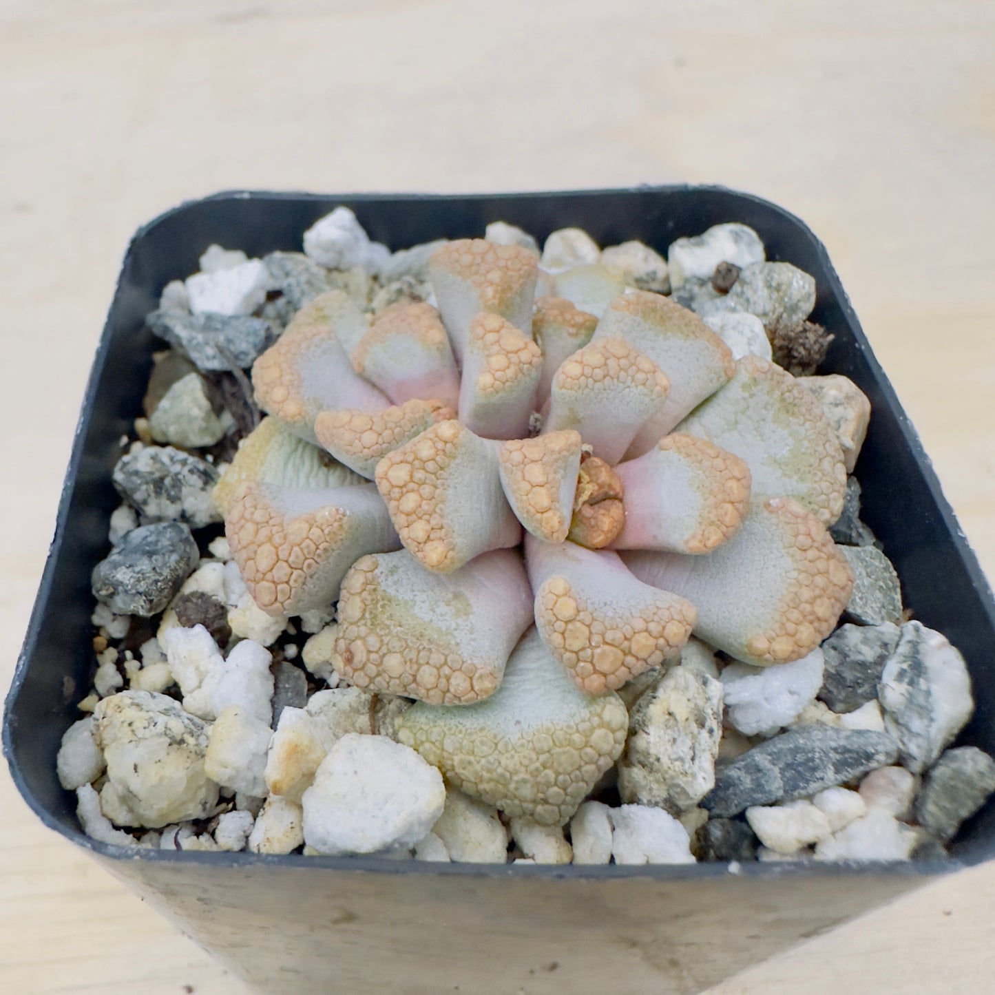 Titanopsis hugo - Schlechteri
