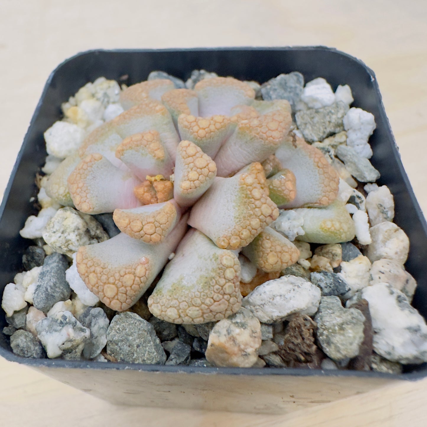 Titanopsis hugo - Schlechteri