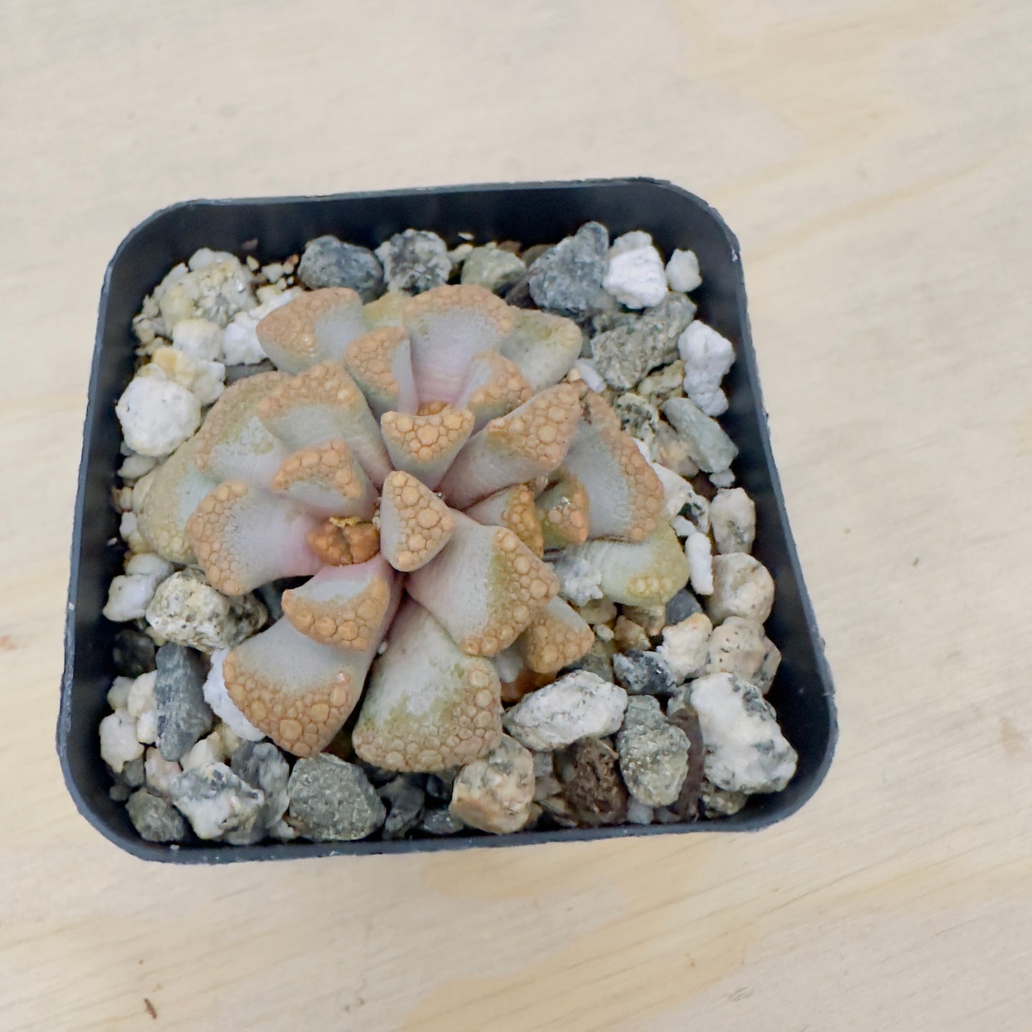 Titanopsis hugo - Schlechteri