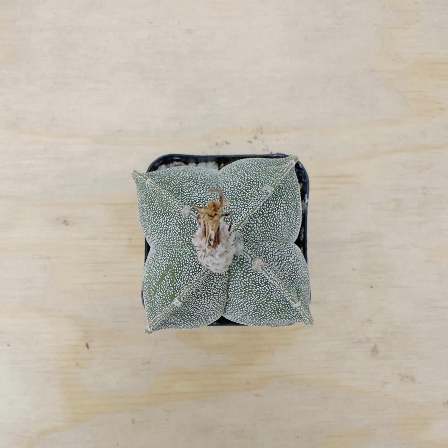 Astrophytum myriostigma var. quadricostatum - Four-Ribbed Bishop’s Cap
