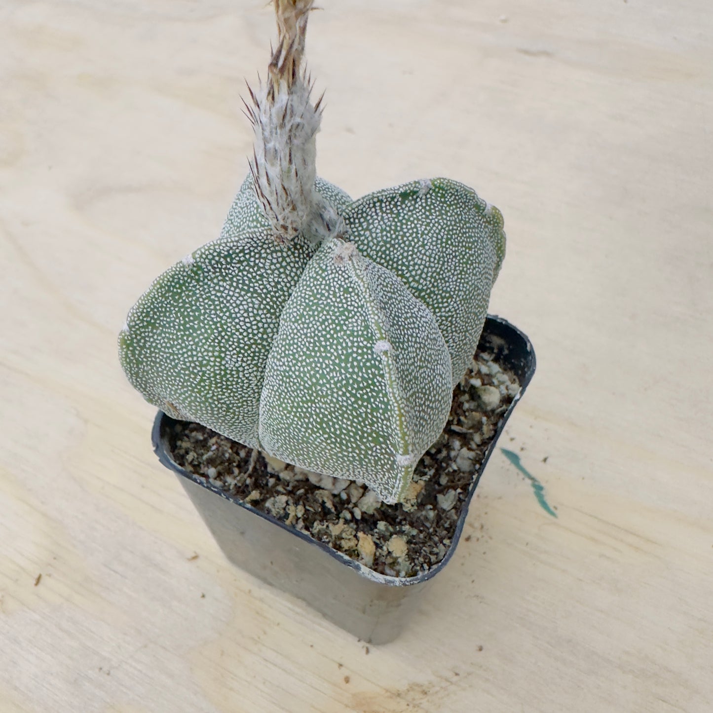 Astrophytum myriostigma var. quadricostatum - Four-Ribbed Bishop’s Cap