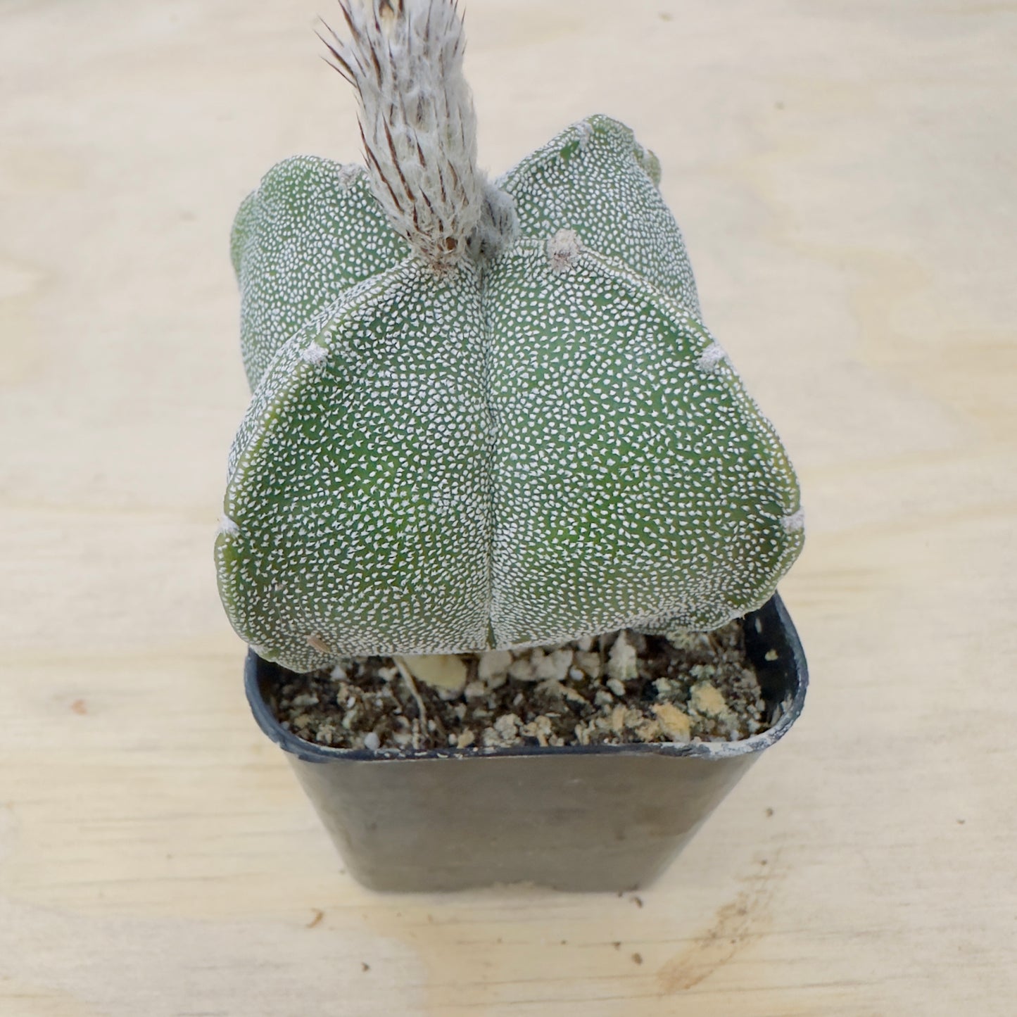 Astrophytum myriostigma var. quadricostatum - Four-Ribbed Bishop’s Cap