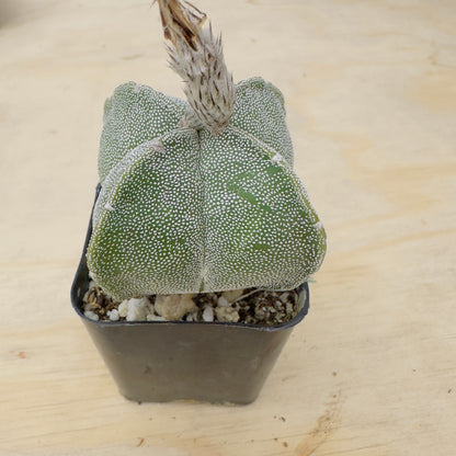 Astrophytum myriostigma var. quadricostatum - Four-Ribbed Bishop’s Cap